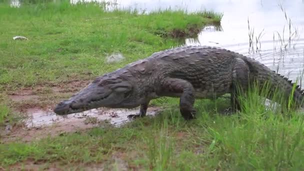 Paga Krokodil Vijver Ghana — Stockvideo