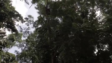 Abiri bahçeleri epik orman