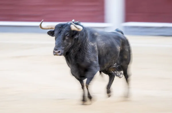 burro con pene grande — Fotos de Stock © trybex #94550036