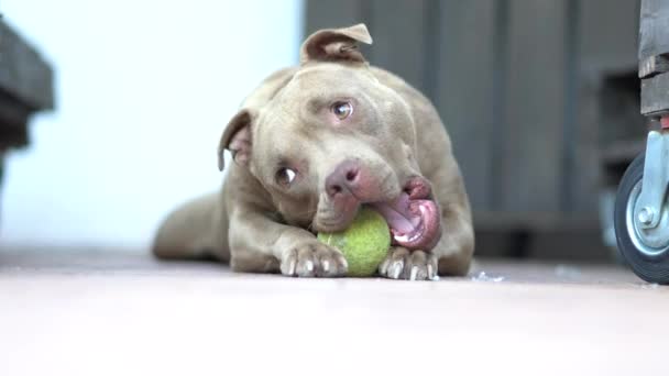 balls for pitbulls