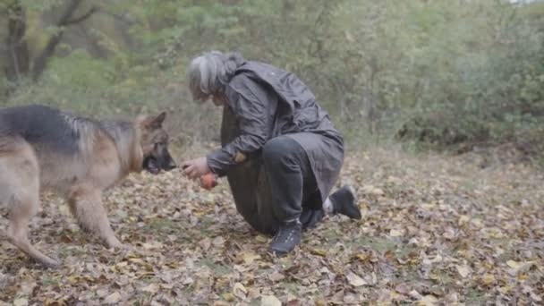 Long Haired German Shepherd Dog Plays Its Owner Stock Video