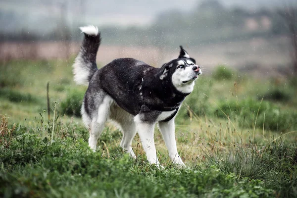Siberian Husky dog shaking off the wet water.