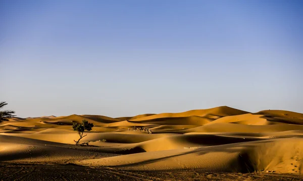 The dunes of the desert of Morocco. The camels walk from afar.