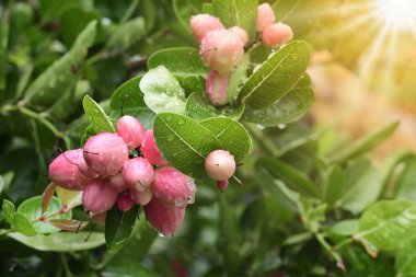 Closeup Carunda veya Karonda meyve, bilim Carissa carandas L. ara. Kırmızı meyve sol alt oluşturun. Sun ray ile.