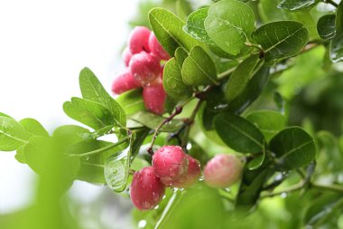 İzole kapatmak Carunda veya Karonda meyve, bilim Carissa carandas L. ara. Yatay renkli görüntü.