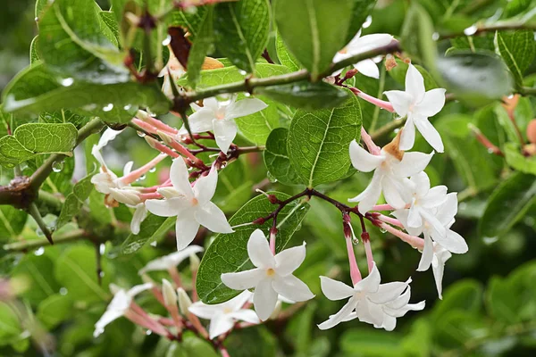 Närbild Vit Blomma Carunda Eller Karonda Frukt Vetenskap Samtal Carissa — Stockfoto