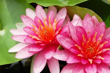 Pembe Nilüfer bahçe yeşil yaprak lotus çiçek closeup olay yerine. Açık alan sol tarafında. Yatay renkli görüntü