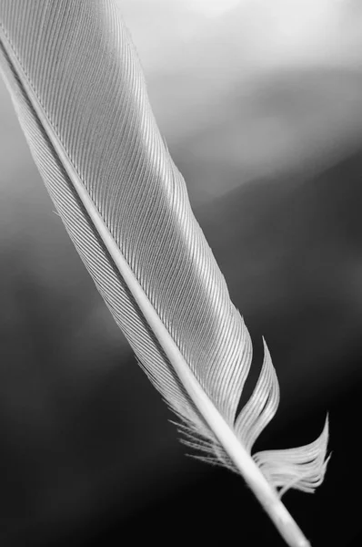 黒と白のシングル羽毛 垂直方向のカラー画像 — ストック写真
