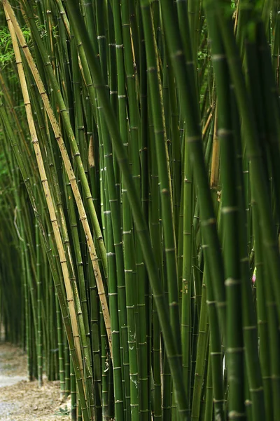 Close-up Bamboo tree in formal garden. Bamboo was used for various purposes such as construction, Textiles, writing surface, weapons and musical instruments. Vertical color image.