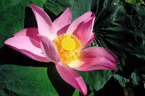 Pink Water Lily Bloom Green Leaf Composition Left Side — Stock Photo, Image
