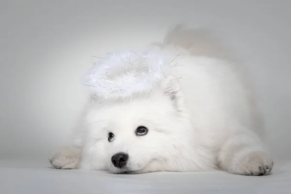 Porträtt Rolig Valp Samoyed Hund Studio Vit Bakgrund Sötaste Valp — Stockfoto