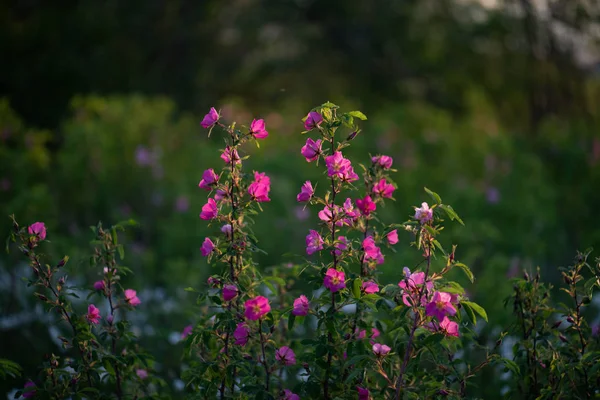 Delikatnie Pachnące Eurasian Dziki Pies Róża Różowe Kwiaty Dzikie Krzewy — Zdjęcie stockowe