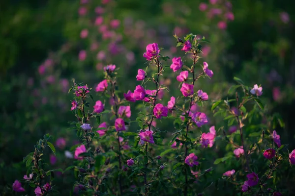 Ein Zart Duftender Eurasischer Wildhund Mit Rosa Blüten Wildrosensträucher Natürlichem — Stockfoto