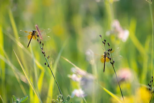 Två Trollslända Vilar Blomma Blomsteräng Trevlig Sommardag — Stockfoto