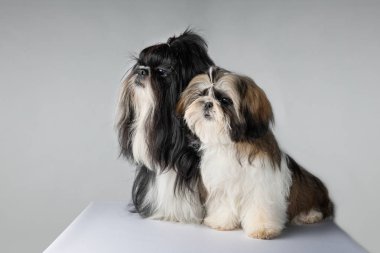 İki shih tzu köpek aynı şekilde bakıyor. İki shih tzu - baba ve kızı gri bir arka plan üzerinde stüdyoda poz