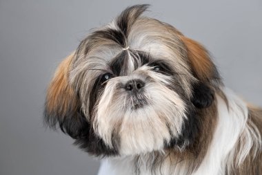 Komik Shi tzu köpek yavrusu Yüz Portre. Dört aylık shih tzu köpek başı