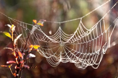 Sonbahar ormanlarında örümcek ağına su damlaları düşer.