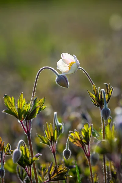 Romantisk Bild Anemoner Blommor Med Böjda Huvuden Fältet — Stockfoto