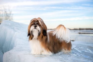 Shih Tzu buz saçaklarıyla buz kütlesinin üzerinde duruyor. Shih Tzu, 9 aylık.