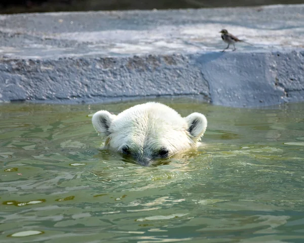 Orso Bianco Polare Che Nuota — Foto Stock