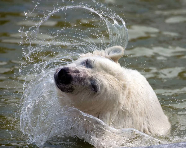 A polar white bear shakes off water