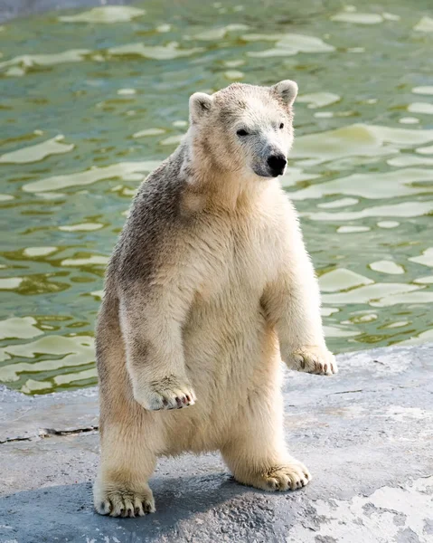 Cute Polar White Bear Cub Stands Its Hind Legs — Stock Photo, Image