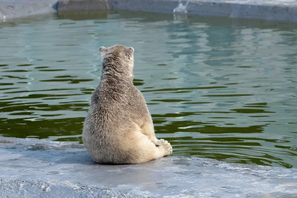 Divertente Polare Cucciolo Orso Bianco Seduto Guardando Acqua — Foto Stock