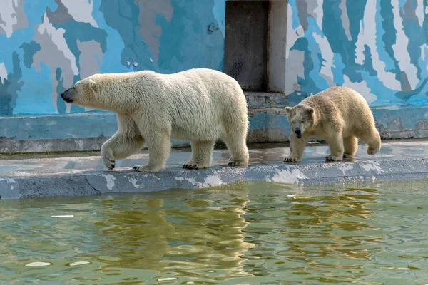 Orso Bianco Polare Suo Cucciolo — Foto Stock