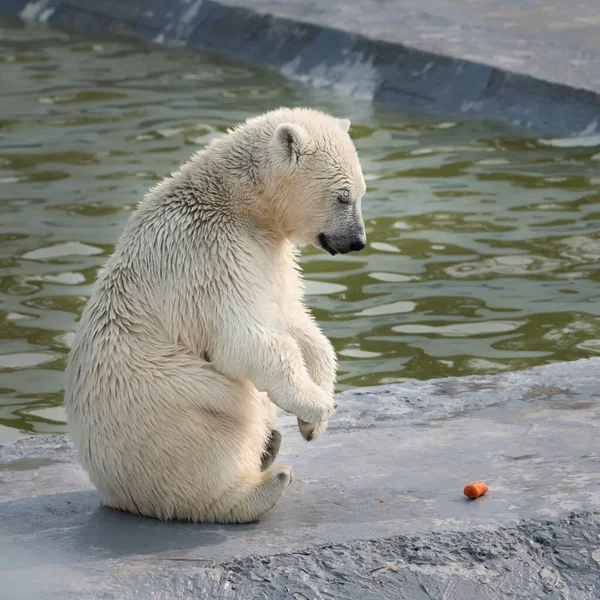 Divertente Polare Bianco Orso Cucciolo Seduta Guardando Carote — Foto Stock