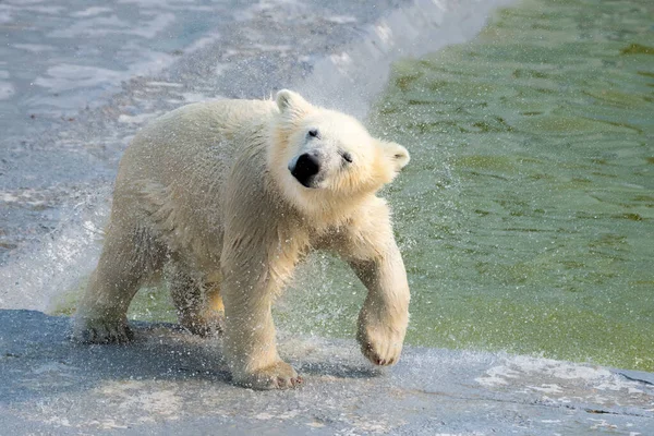 Mládě Ledního Bílého Medvěda Setřásá Vodu — Stock fotografie