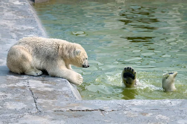 Roztomilé Polární Bílé Medvídě — Stock fotografie