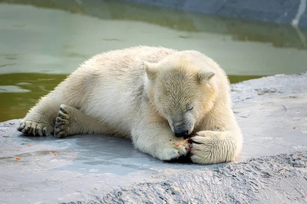 Funny Polar White Bear Cub Eating Fish — Stock Photo, Image