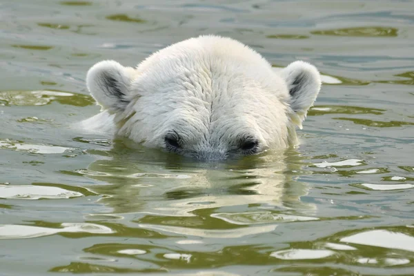 一只北极熊在游泳 图库照片