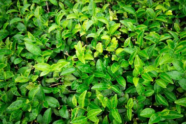 Çay ağacı doğa arka plan