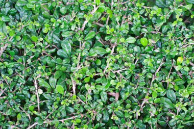 Carmona retusa doğa arka plan