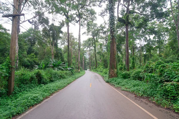 Bu güzel orman manzaralı sürücü