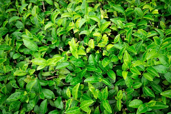 Çay ağacı doğa arka plan