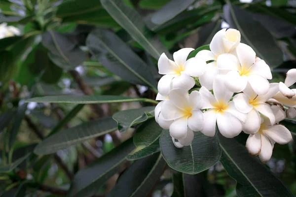 Bílé Květy Keře Plumeria — Stock fotografie