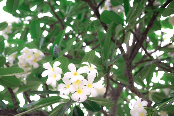 Белые Цветы Frangipani Plumeria — стоковое фото