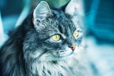 kabarık kedi Sibirya doğurmak. Yakın çekim. Tonlama