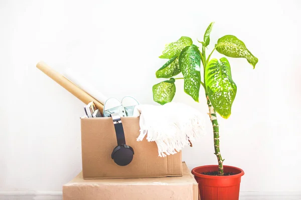 Verplaatsen Bloem Dingen Dozen Garageverkoop Een Pot Een Witte Achtergrond Stockfoto