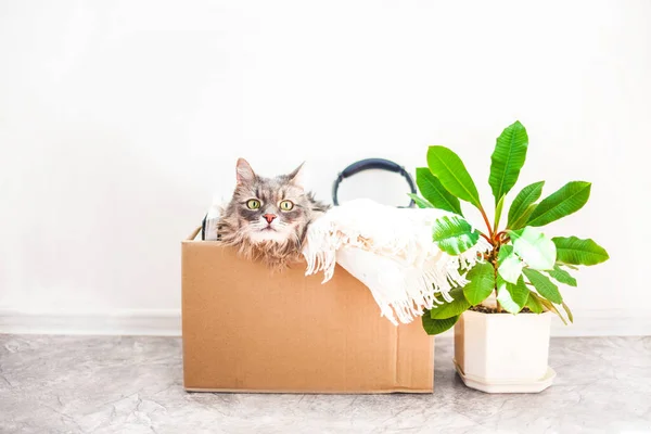 Dingen Bewegen Een Kat Een Doos Een Bloem Een Pot Stockafbeelding