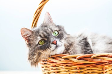 Bir sepet hafif bir arka plan üzerinde gri kabarık tembel kedi yatıyor