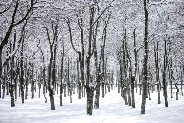 Snow Landscape Winter — Stock Photo, Image