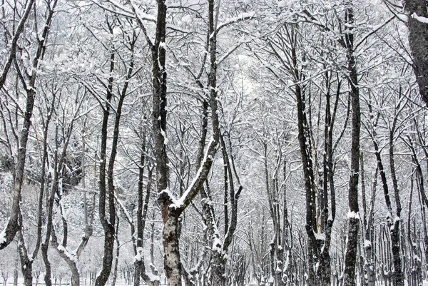 Snow Landscape Winter — Stock Photo, Image