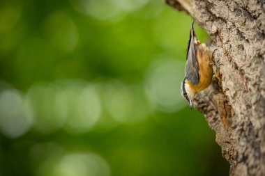 Sitta europaea. Tüm Avrupa'da yaşıyor. Vahşi doğa. Bahar. İçinde belgili tanımlık vahşi fotoğrafı. 