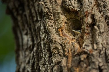 Sitta europaea. Tüm Avrupa'da yaşıyor. Vahşi doğa. Bahar. İçinde belgili tanımlık vahşi fotoğrafı. 