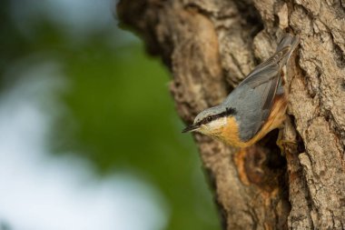 Sitta europaea. Tüm Avrupa'da yaşıyor. Vahşi doğa. Bahar. İçinde belgili tanımlık vahşi fotoğrafı. 