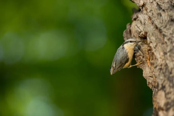 Sitta Europaea Mieszka Całej Europie Dzika Przyroda Wiosną Fotografował Naturalnym — Zdjęcie stockowe