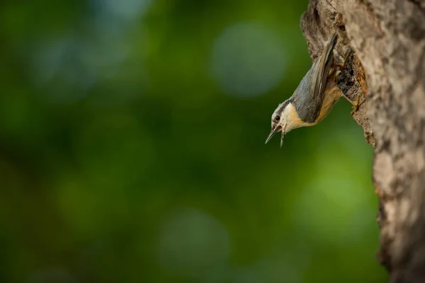 Sitta Europaea Lebt Ganz Europa Wilde Natur Frühling Freier Wildbahn — Stockfoto